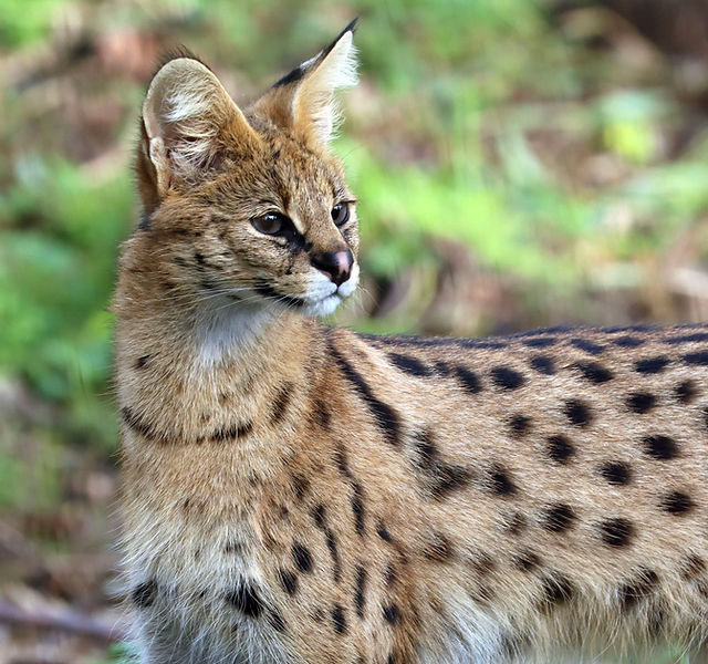 What Animals Have Cats Breeded With: Surprising Hybrid Facts
