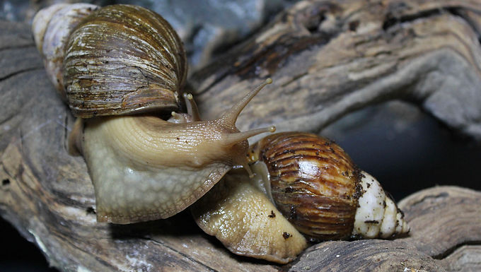 Giant East African Land Snail