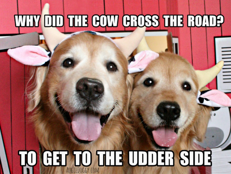 Funny Golden Retriever Cow Joke Postcard