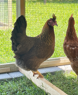 Chicken
