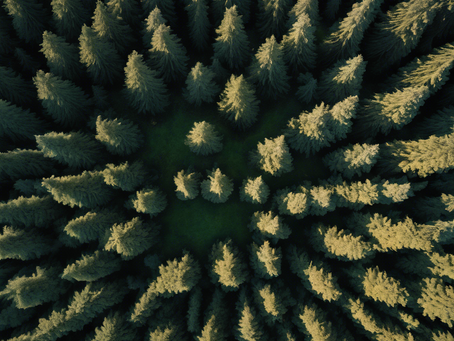 Tree Architecture: Exploring Inosculation at ArborStructures