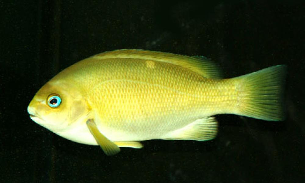 Species Spotlight Opaleye