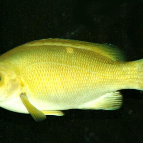 Species Spotlight: Opaleye