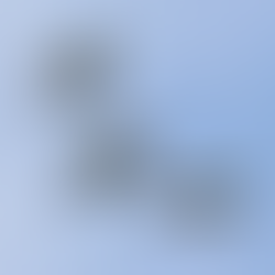 The Naturalized Parrots of Orange County