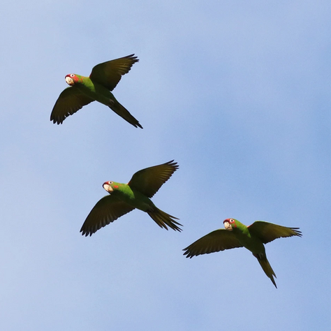 The Naturalized Parrots of Orange County
