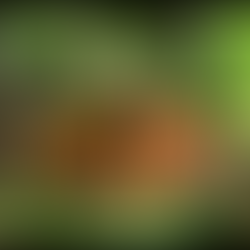 Make Way For The Monarch: Migration and Preparation