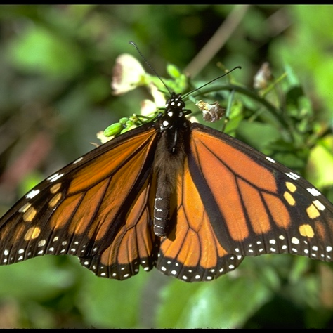 Make Way For The Monarch: Migration and Preparation