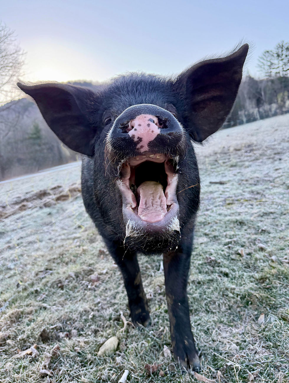 Mr. Buttons Profile Pic.jpg