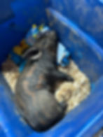 Mr. Buttons First Pic.JPEG