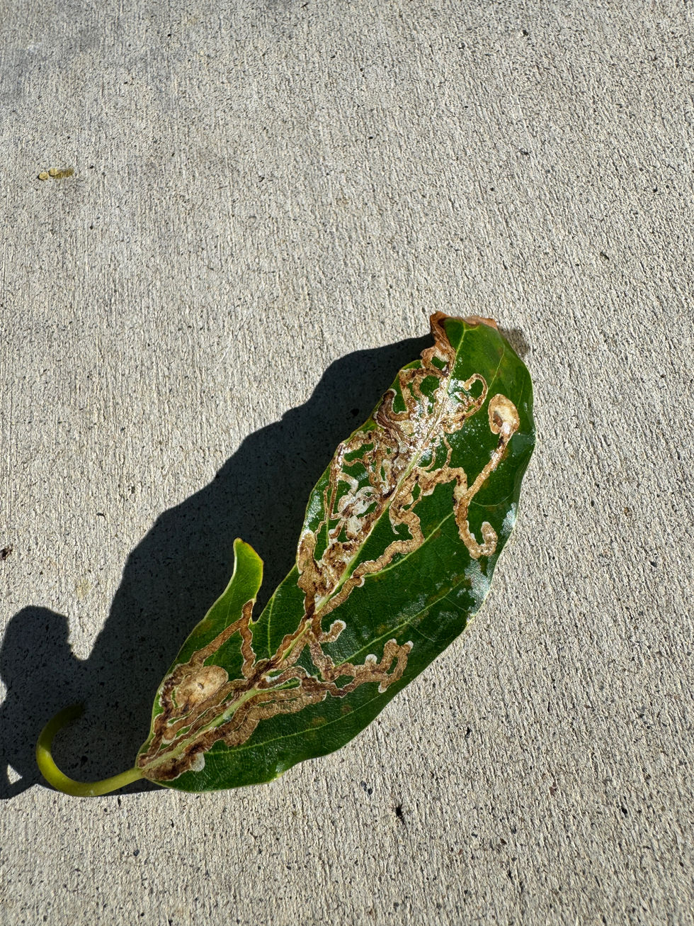 Signs of Leafminers