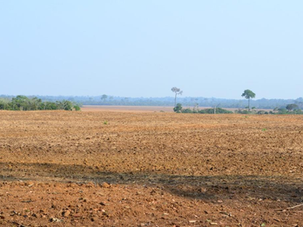 Rondônia inicia vazio sanitário da soja nesta quarta-feira