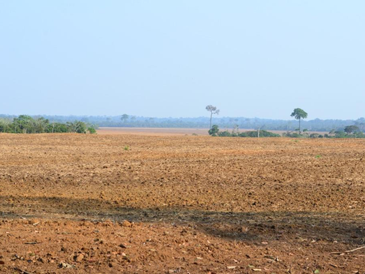 Rondônia inicia vazio sanitário da soja nesta quarta-feira