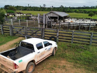 Ações para prevenir casos de raiva animal são intensificadas em Nova Mamoré