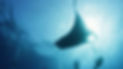 LAST DIVE IMAGE.jpeg