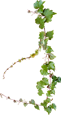 Vines on top of artificial grass laying