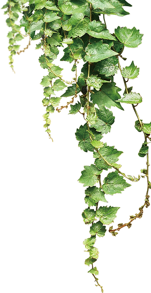 vines on over the decking and amazing gardening job