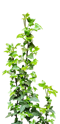 Ivy removal and placing service
