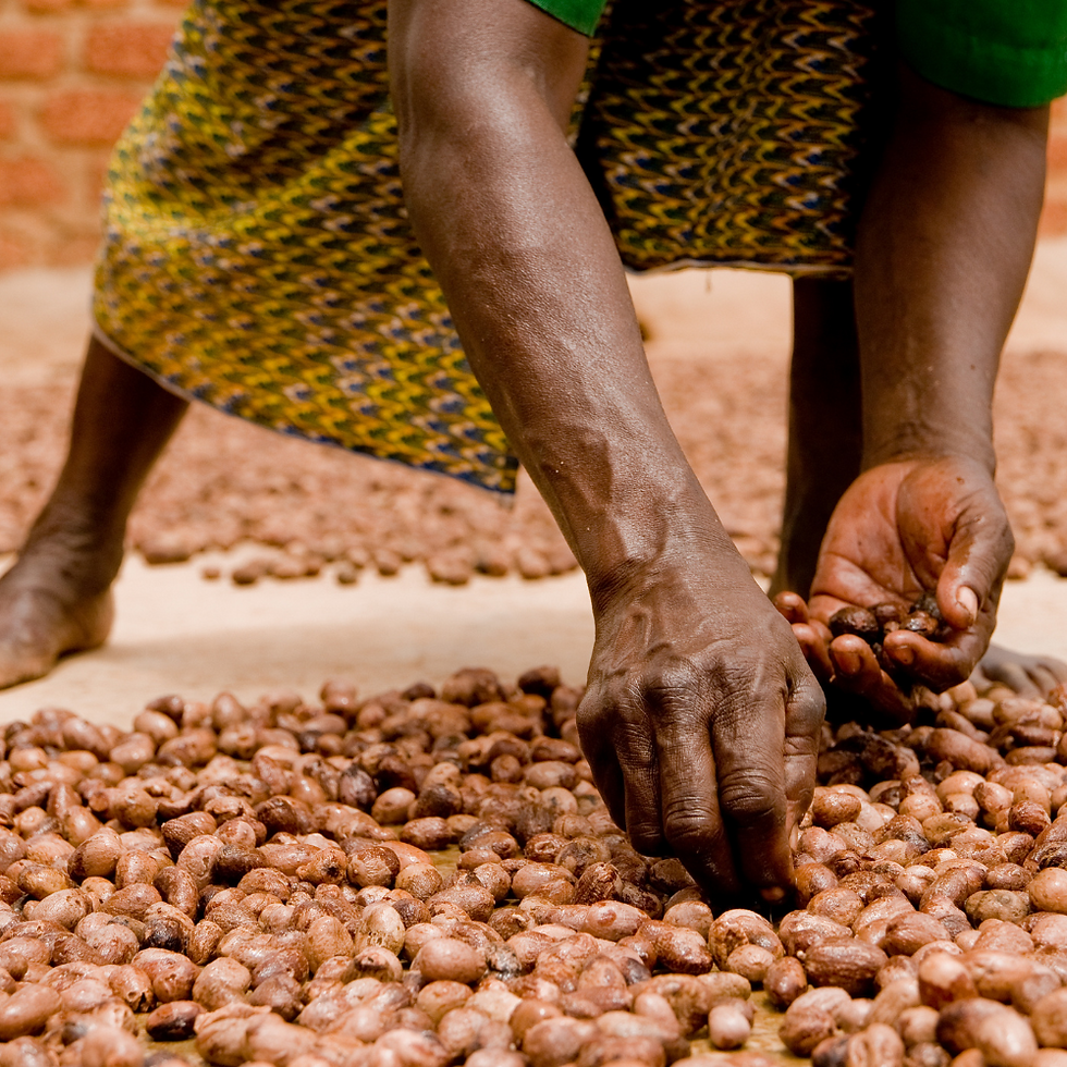 african woman selecting shea nuts