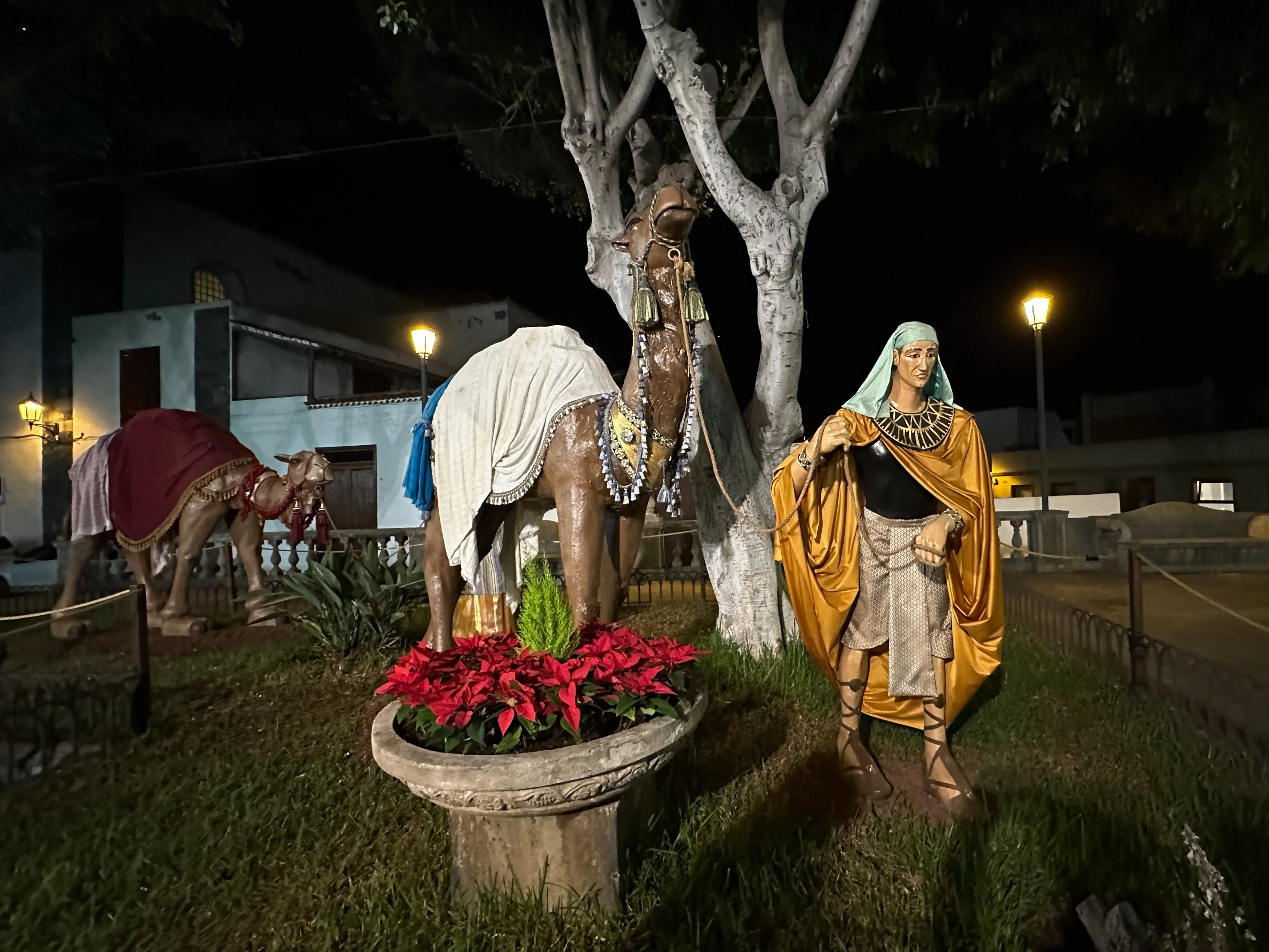 Świąteczna scena z wielbłądami i przewodnikiem na trawiastym placu w kanaryjskim miasteczku na Teneryfie