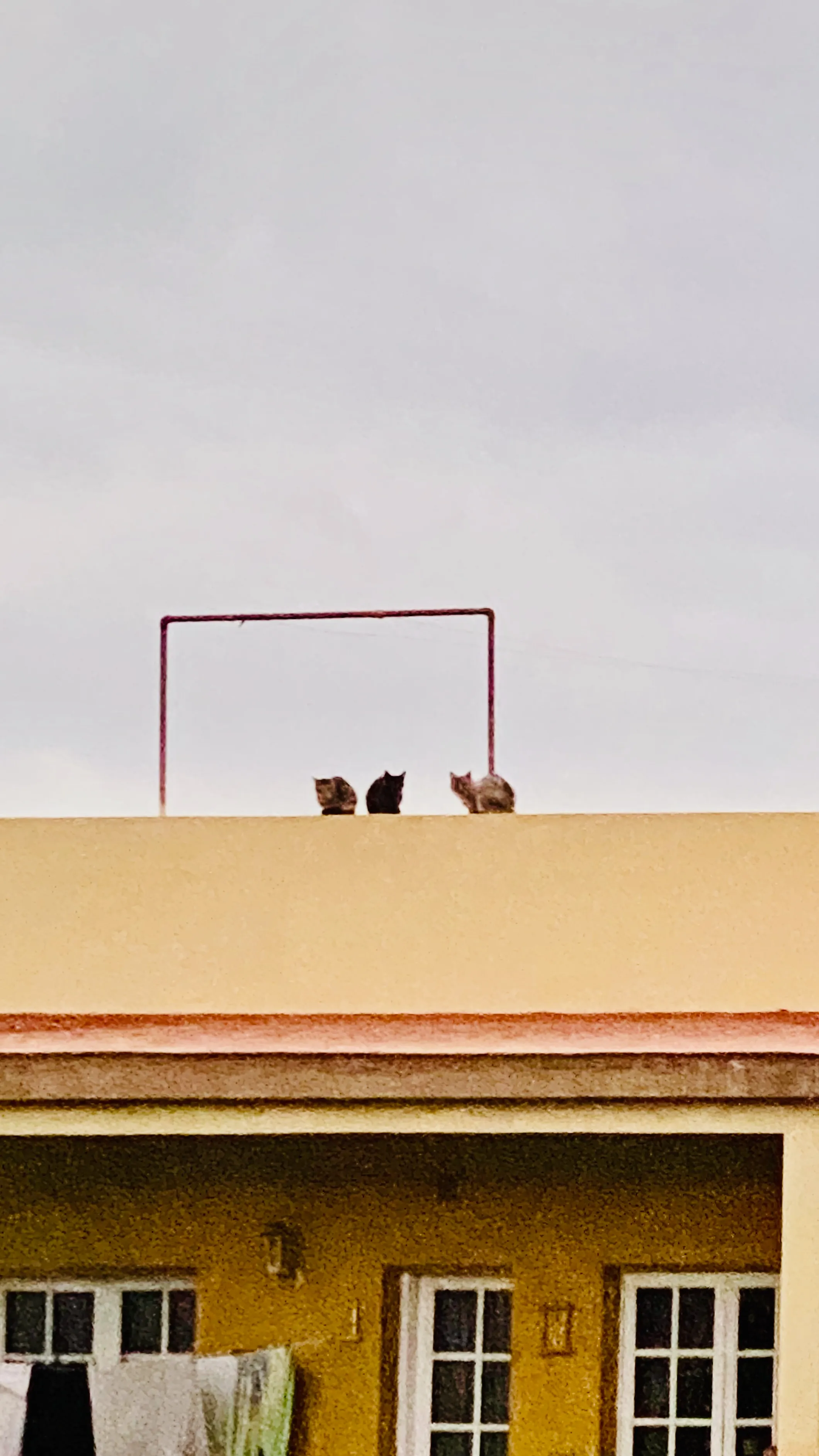Trzy koty siedzące na dachu żółtego budynku w miasteczku na Teneryfie – codzienna, lokalna scena z północy wyspy.