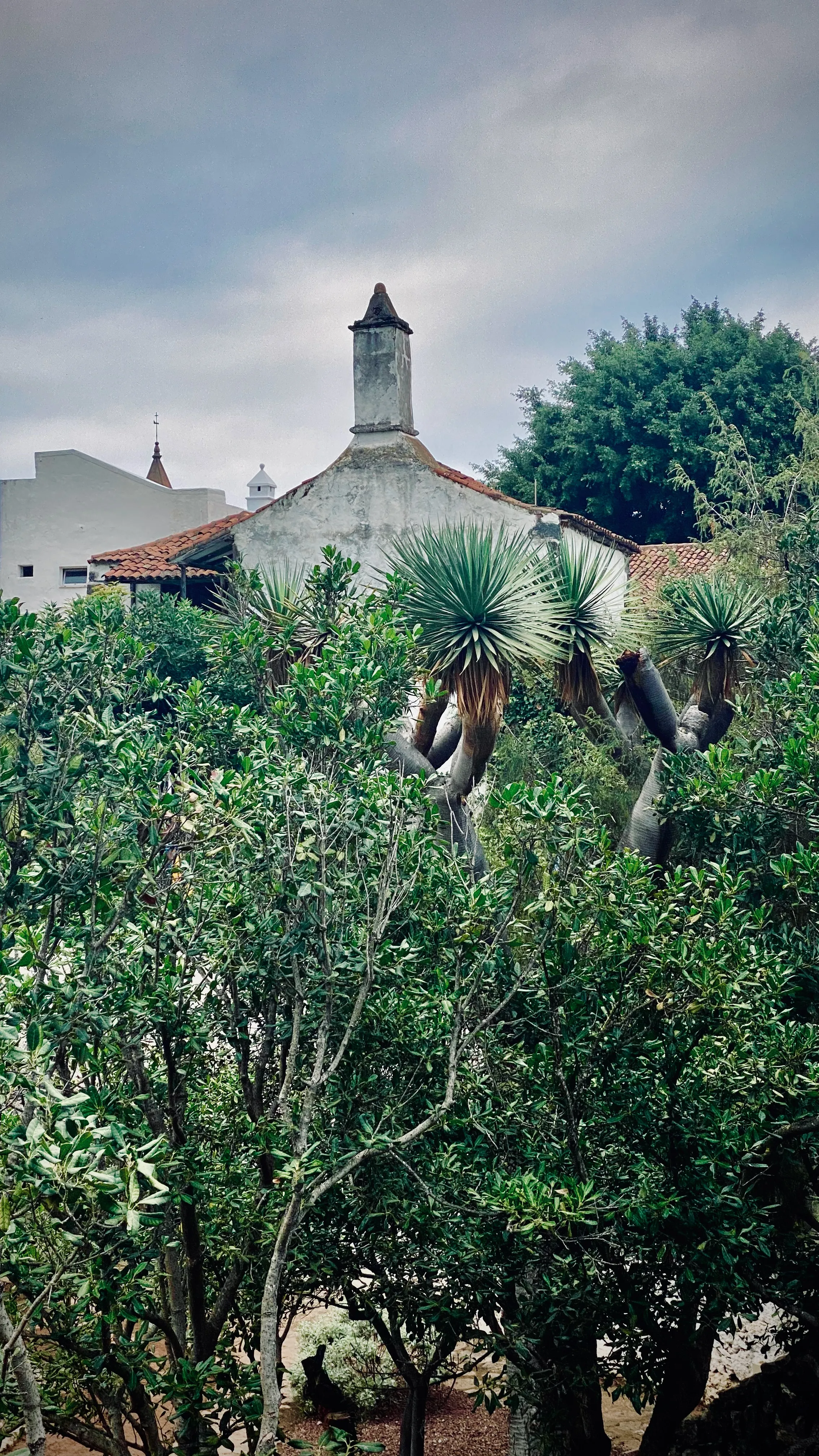 Stary kanaryjski dom otoczony gęstym ogrodem i egzotycznymi drzewami na północy Teneryfy – spokojne, zielone serce wyspy.
