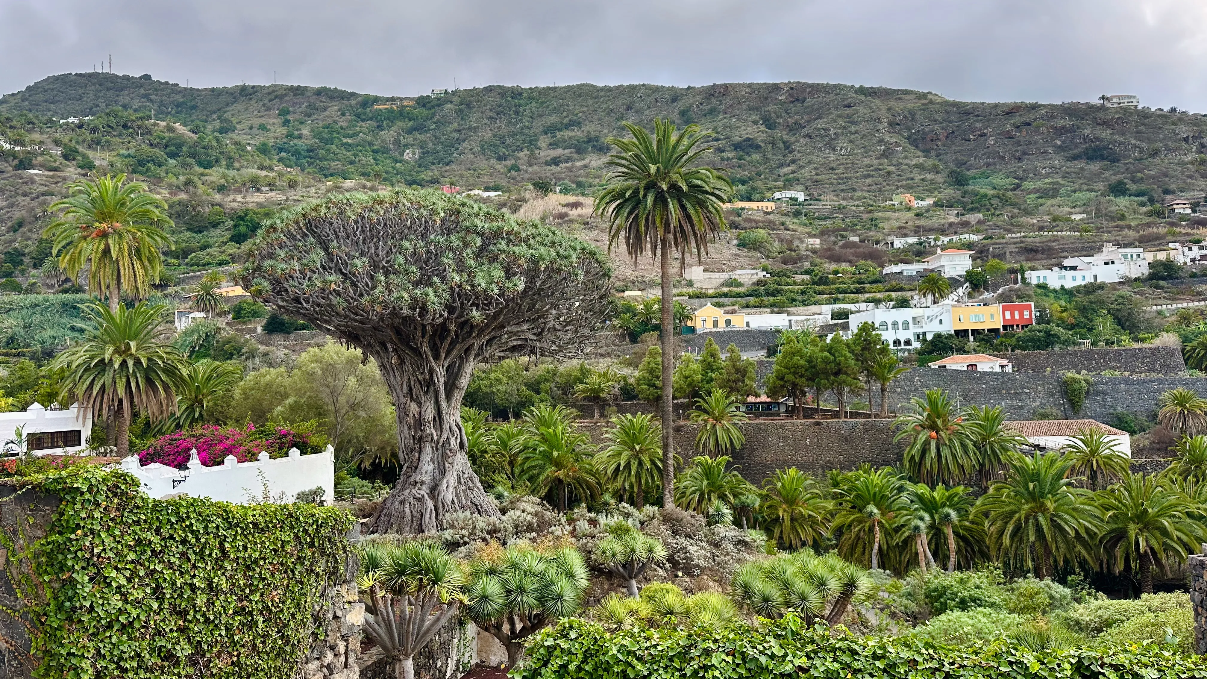Smocze drzewo w Icod de los Vinos na północy Teneryfy, otoczone zieloną doliną, palmami i tradycyjnymi kanaryjskimi domami.