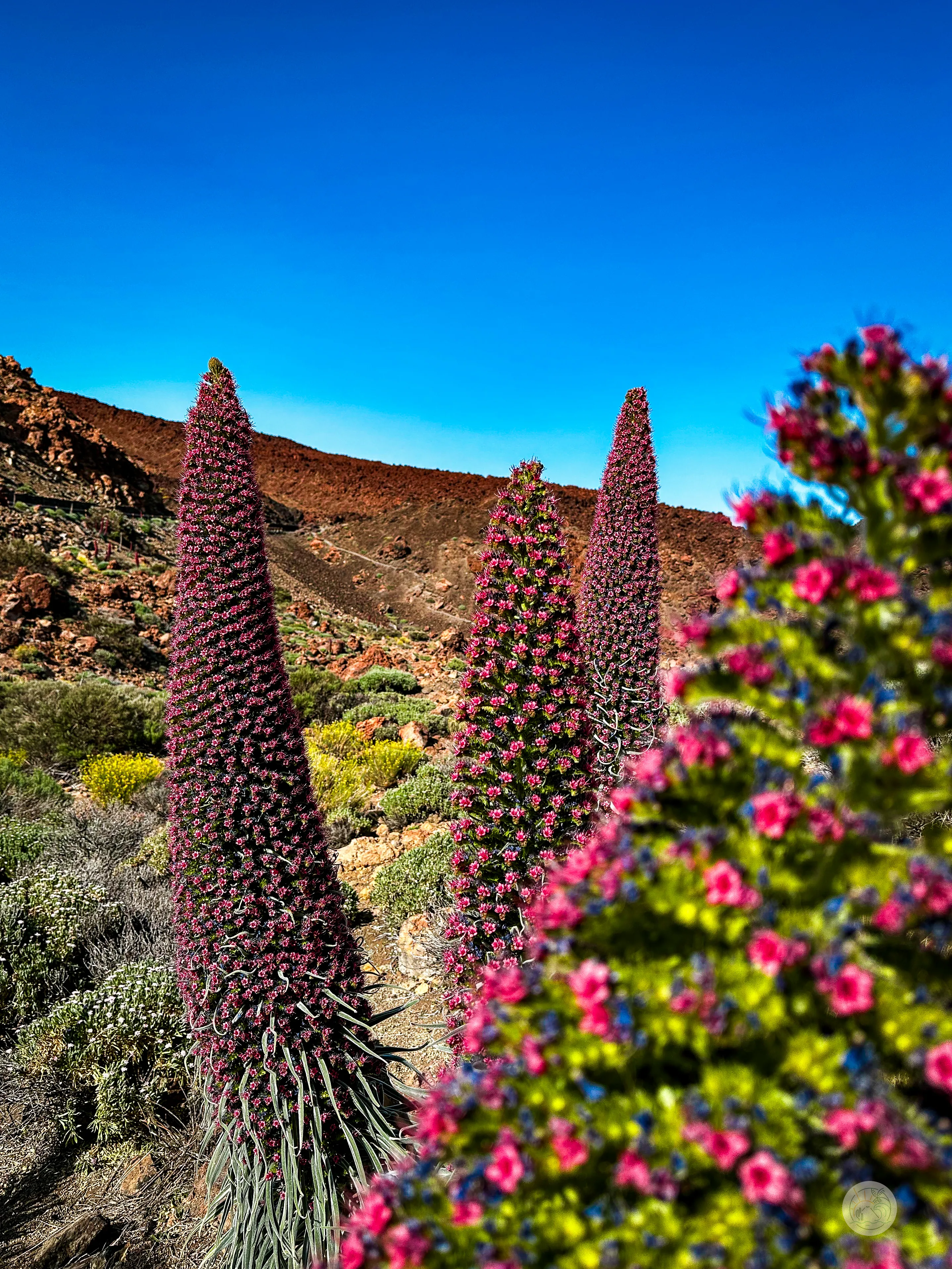 Trzy kwiaty Tajinaste Rojo Parku Teide na Teneryfie