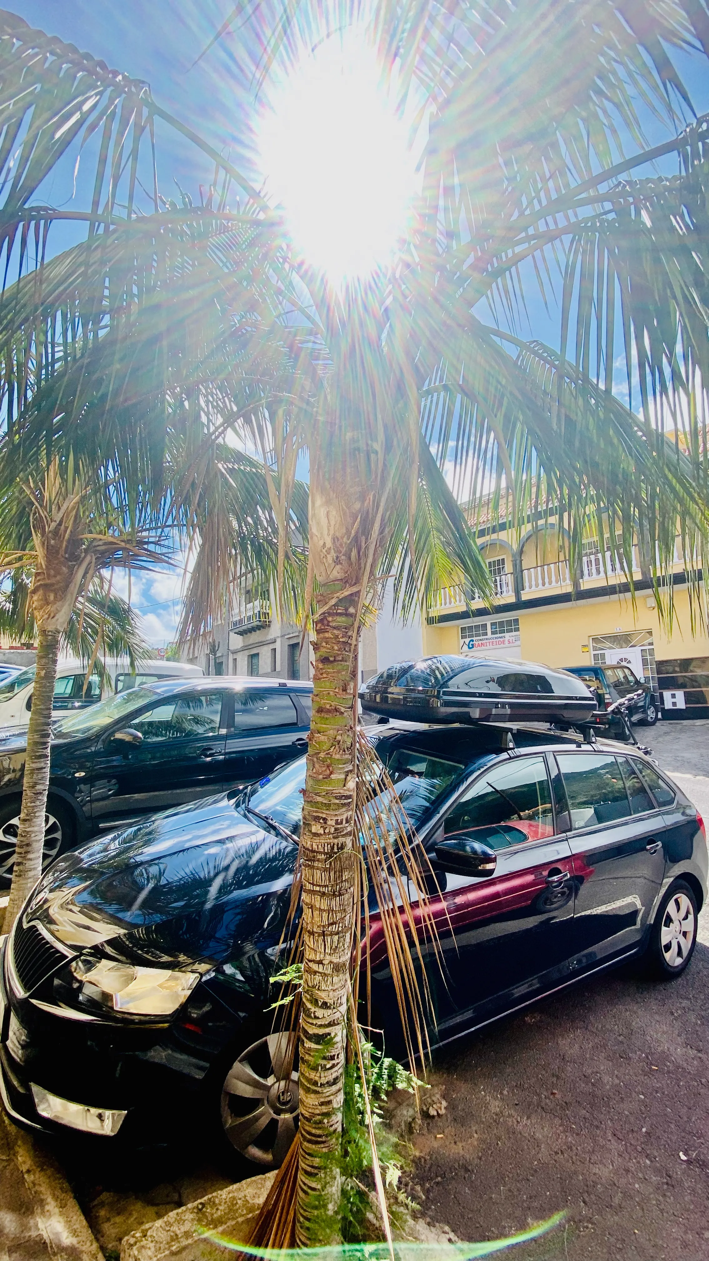 Palma oświetlona mocnym słońcem nad ulicą na Teneryfie – jasne promienie, zaparkowane auta i codzienny, miejski klimat wyspy.