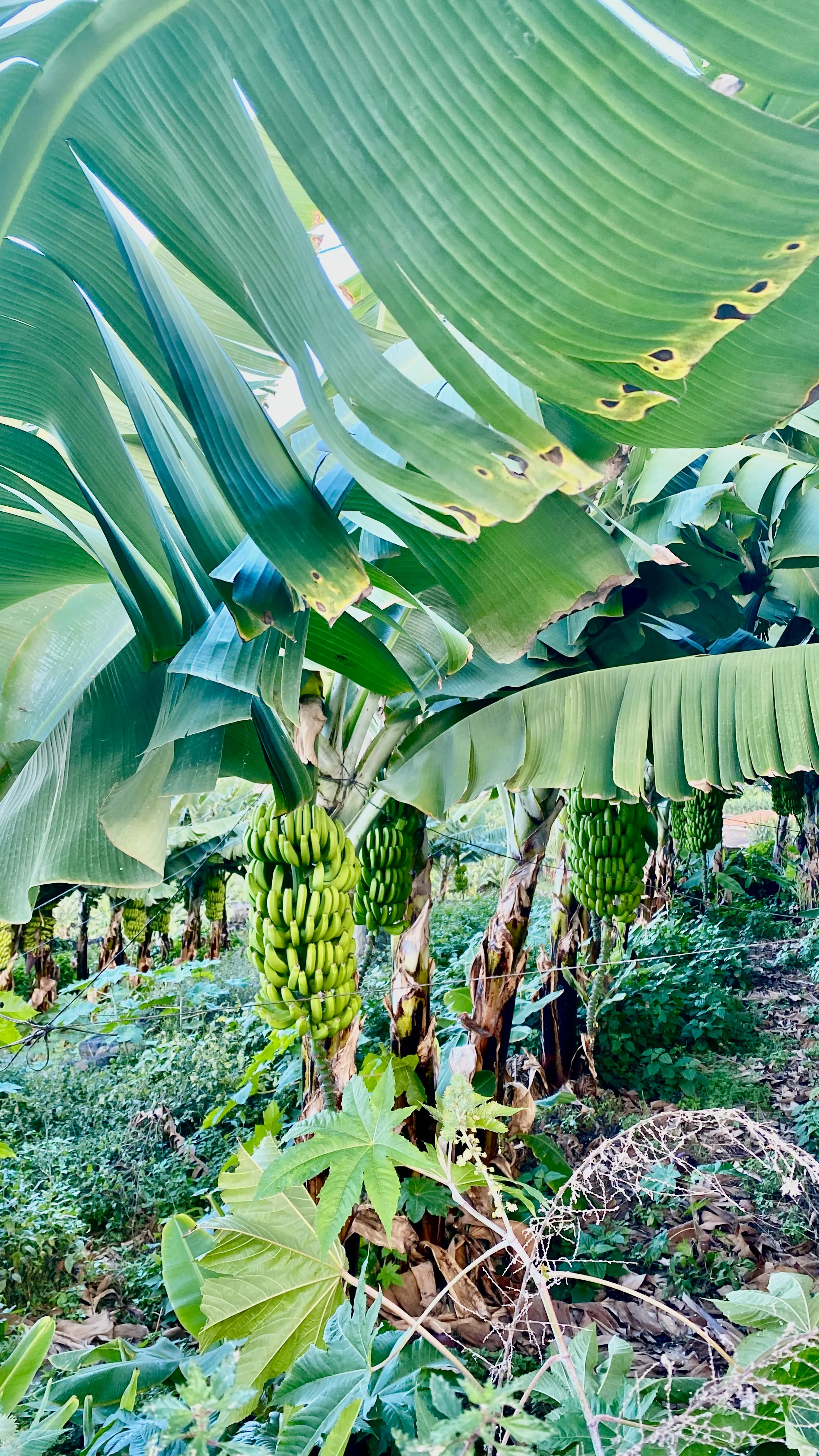 Teide o świcie z wiszącym nad szczytem księżycem, ponad fasadami domów – spokojny poranek na północnej Teneryfie.