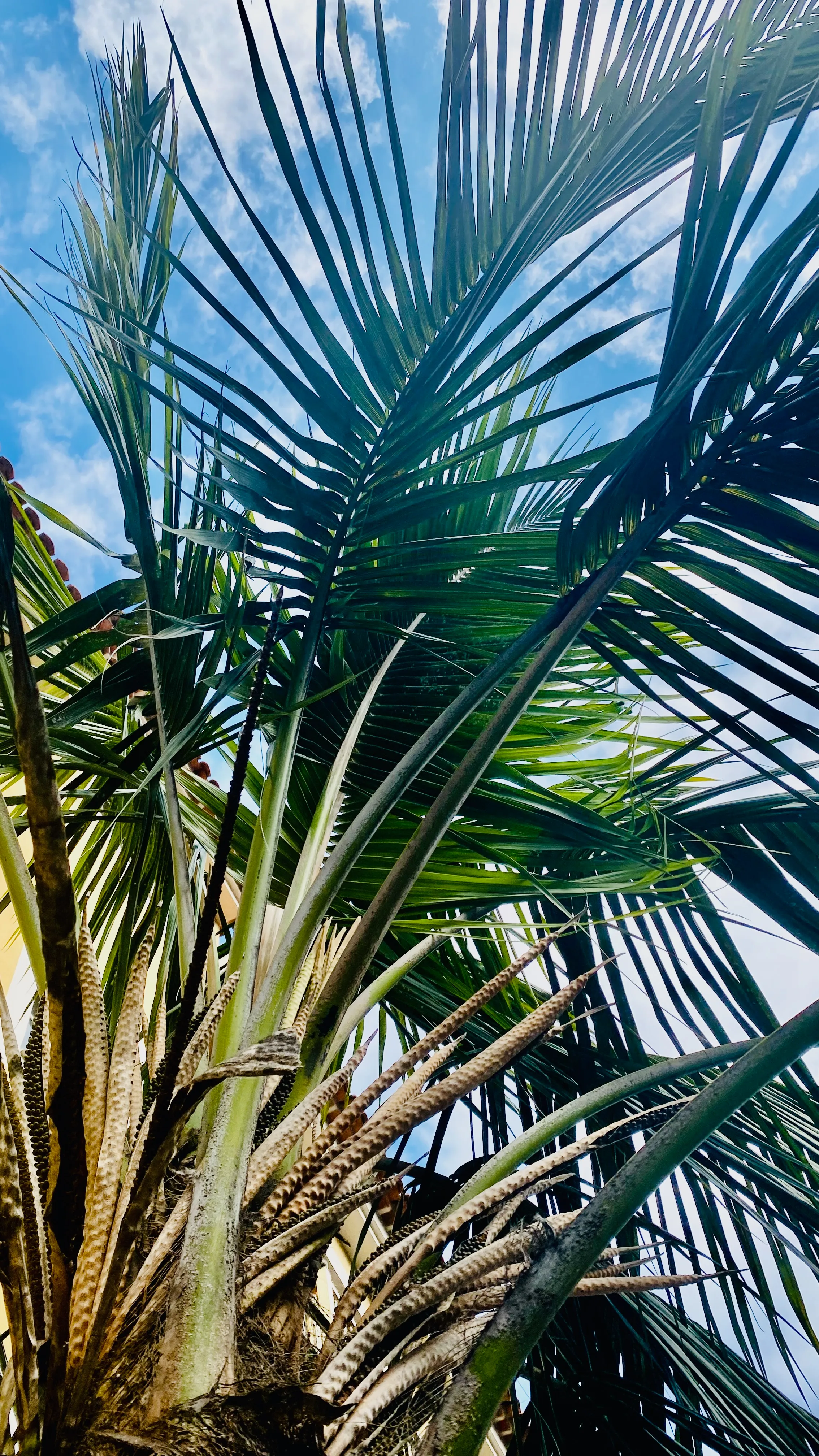 Zbliżenie na koronę palmy na Teneryfie – zielone liście, faktura pnia i błękitne niebo podkreślające egzotyczną roślinność wyspy.”