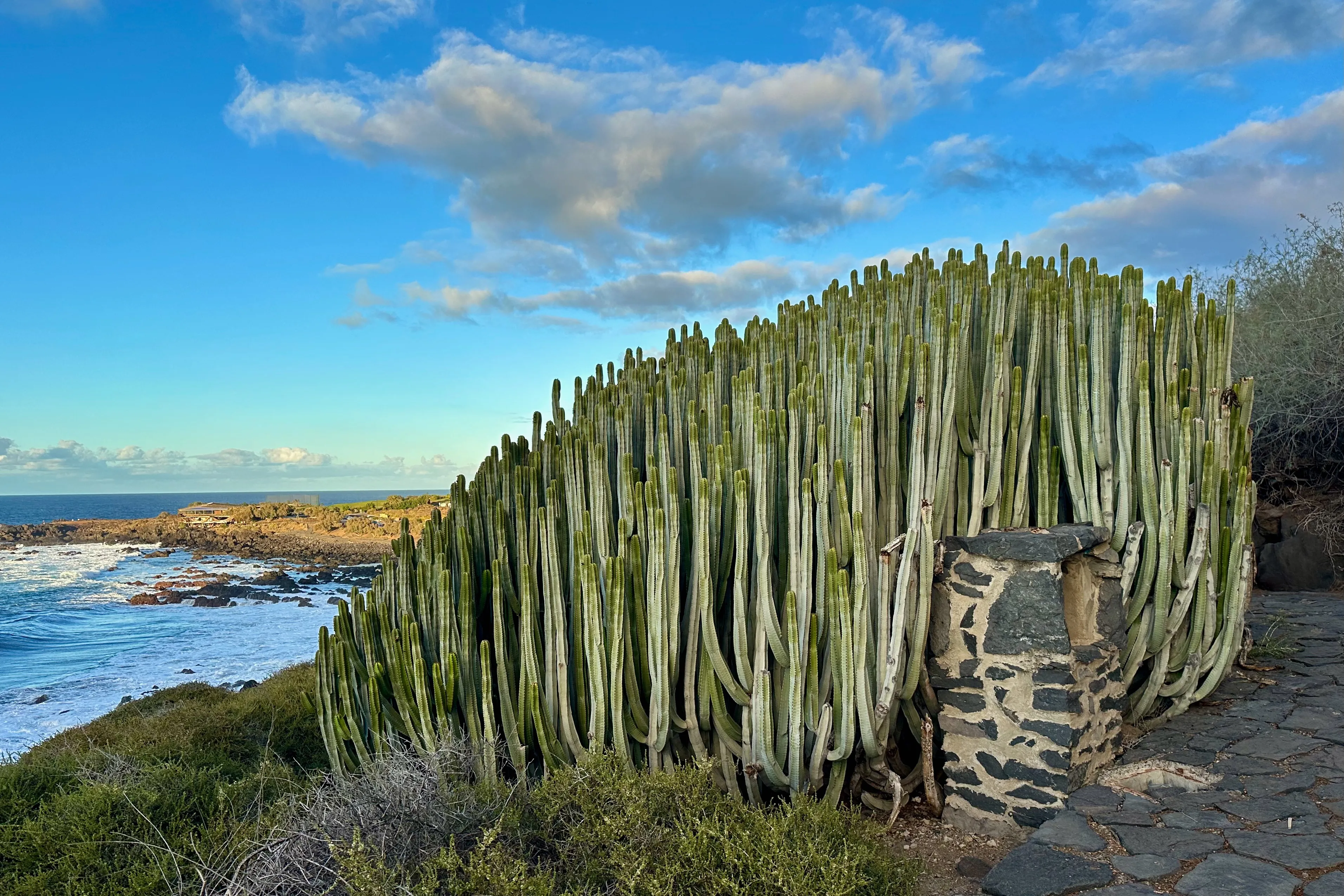 Wysoka gęsta kępa kolumnowych kaktusów przy kamiennej ścieżce spacerowej, w tle ocean i skaliste wybrzeże.