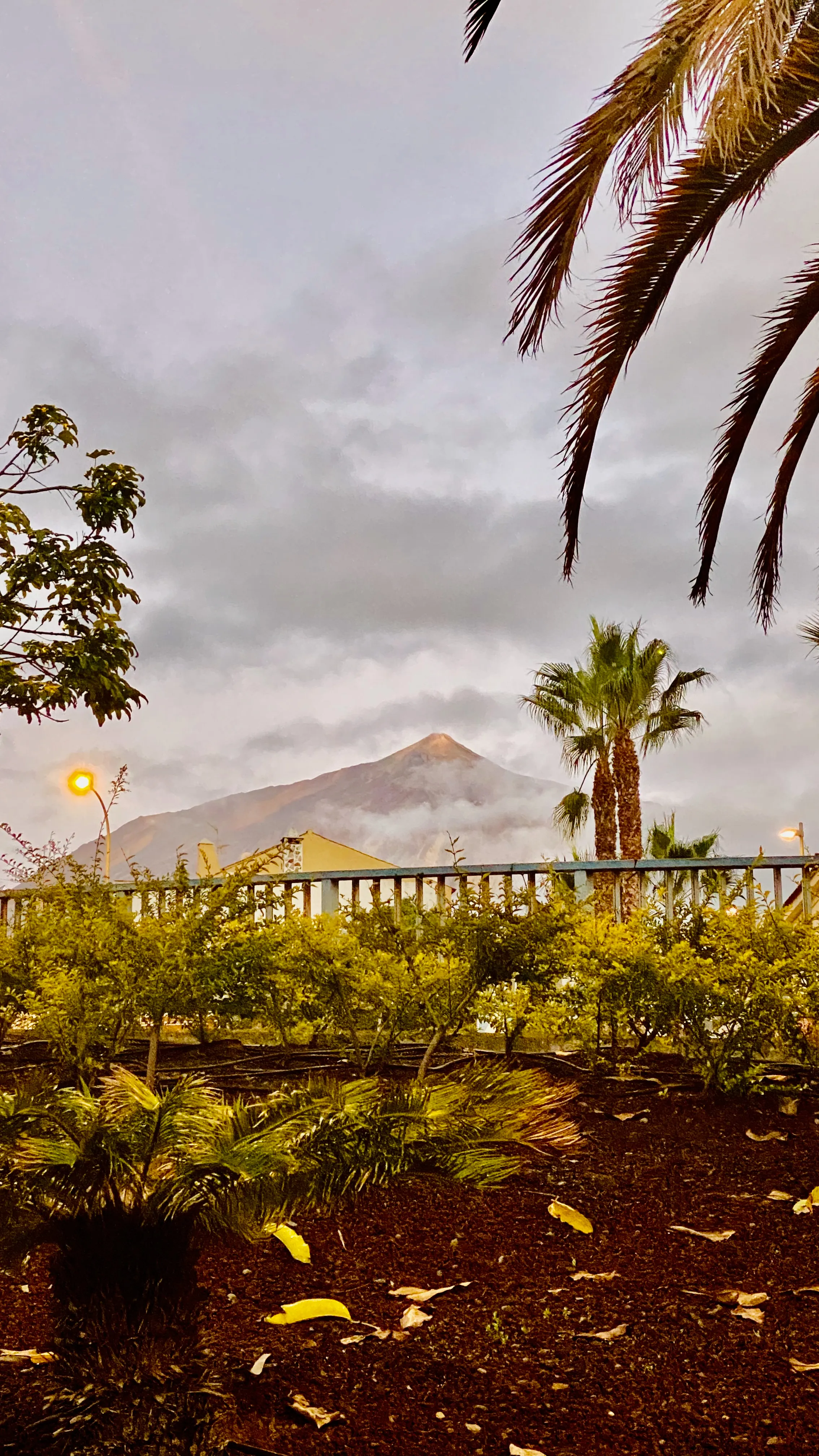 Widok na Teide spowite chmurami o zachodzie słońca, z palmami i ogrodem na pierwszym planie – magiczny wieczór na Teneryfie.