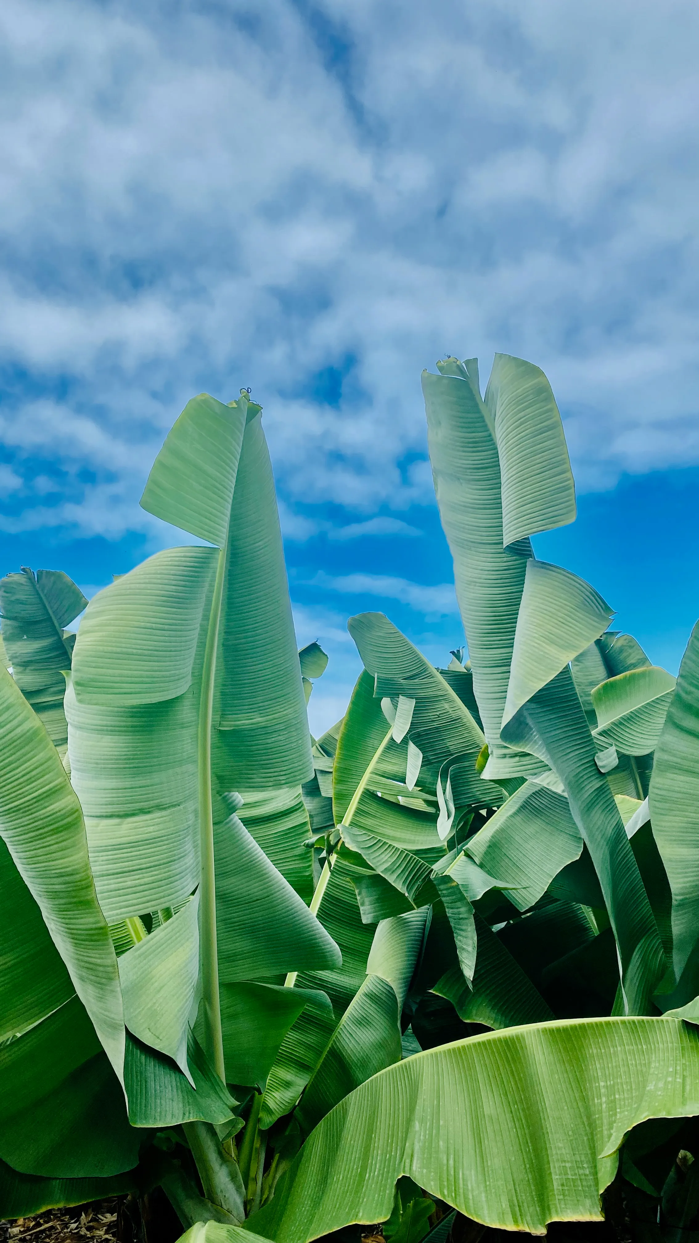 Wysokie liście bananowca na tle błękitnego nieba i lekkich chmur – tropikalny krajobraz charakterystyczny dla północy Teneryfy.