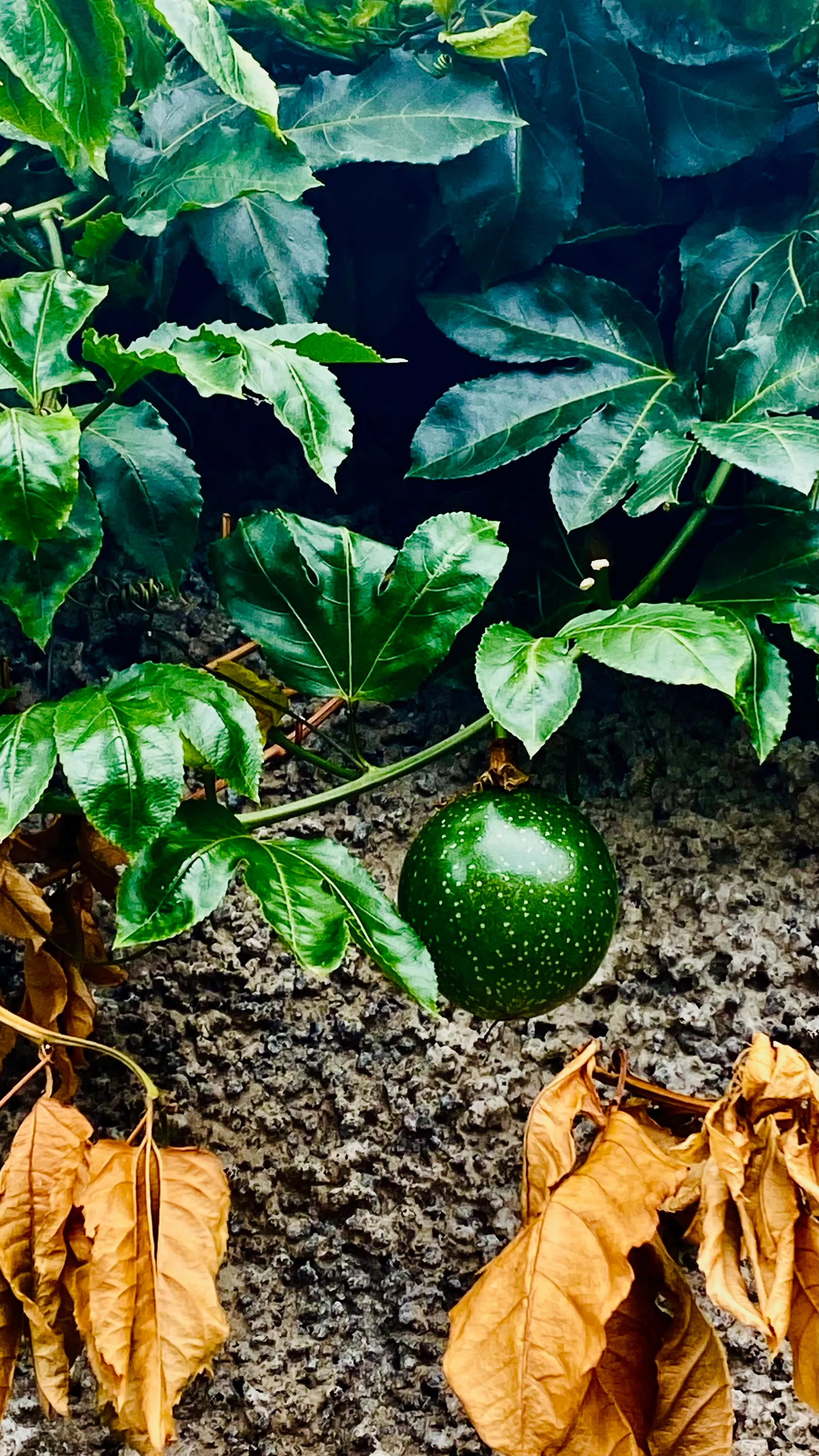 Zielona marakuja dojrzewająca na pnączu przy murze, w otoczeniu zielonych i suchych liści – detale ogrodu na Teneryfie.”