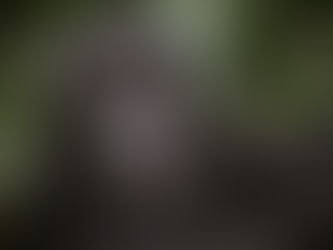 This Design-Led Safari Lodge in Uganda Offers Rare Access to Mountain Gorillas