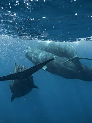 This Superyacht Lets You Swim With Humpback Whales — and Fund Their Future