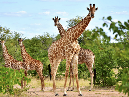 Aman Unveils First African Retreat: An Ultra-Luxury Safari Sanctuary in Mozambique