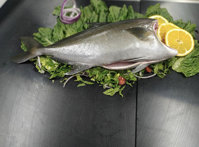 Headed and Gutted Baja Kanpachi with Gar