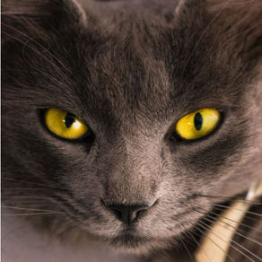 Como os animais enxergam?