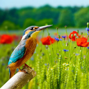 Função das cores na natureza