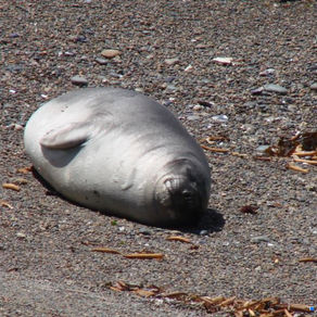  Animal perdido na praia, como ajudar?
