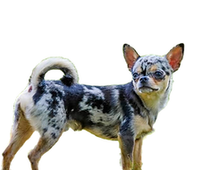 pastpup44_edited.png