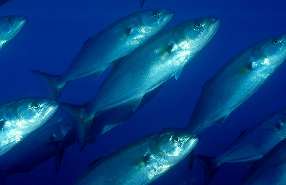 Cardume de Anchovas