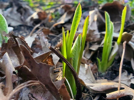Elecampane re-emerging in the spring. Garden beds and setting sun in the background.