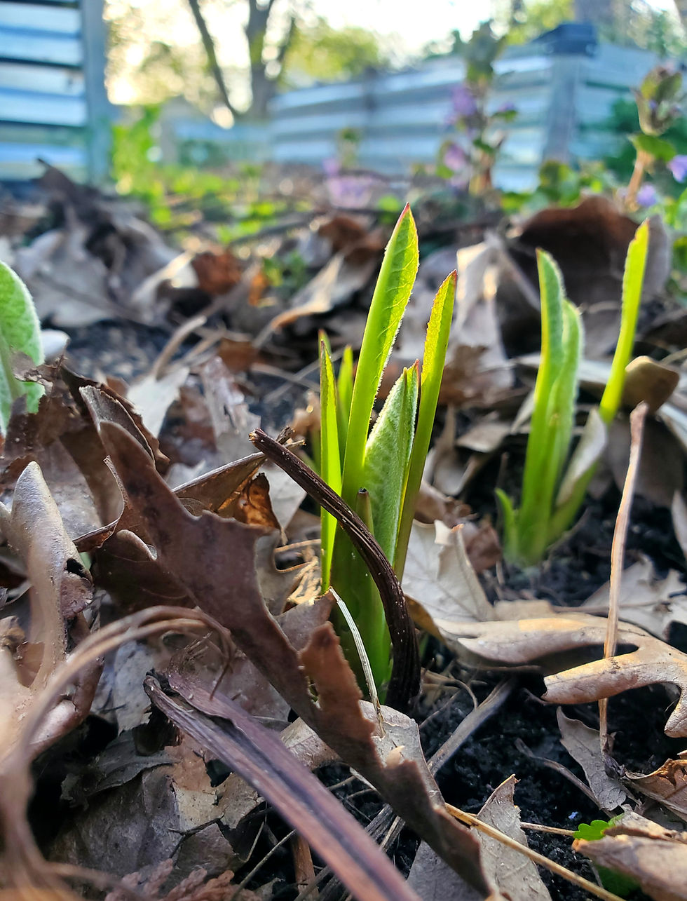 Elecampane re-emerging in the spring. Garden beds and setting sun in the background.