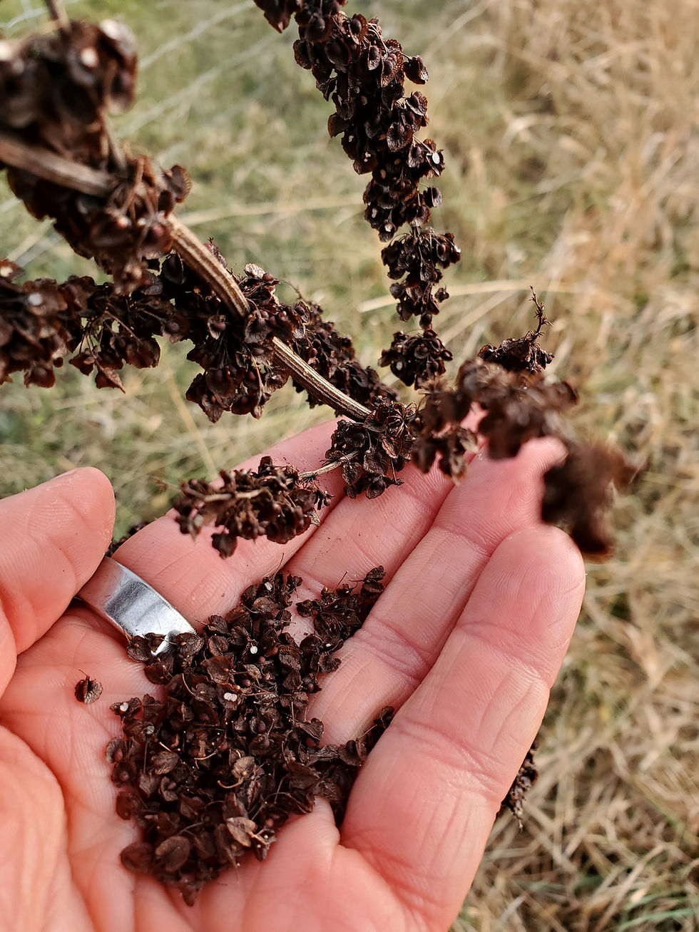 Fall Medicinal & Edible Plant Walk in Rochester