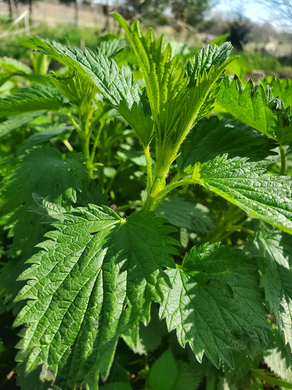 Close-up of a Stinging Nettle Plant. If one looks closely, they can see the hairs/trichomes which hold the stinging power.