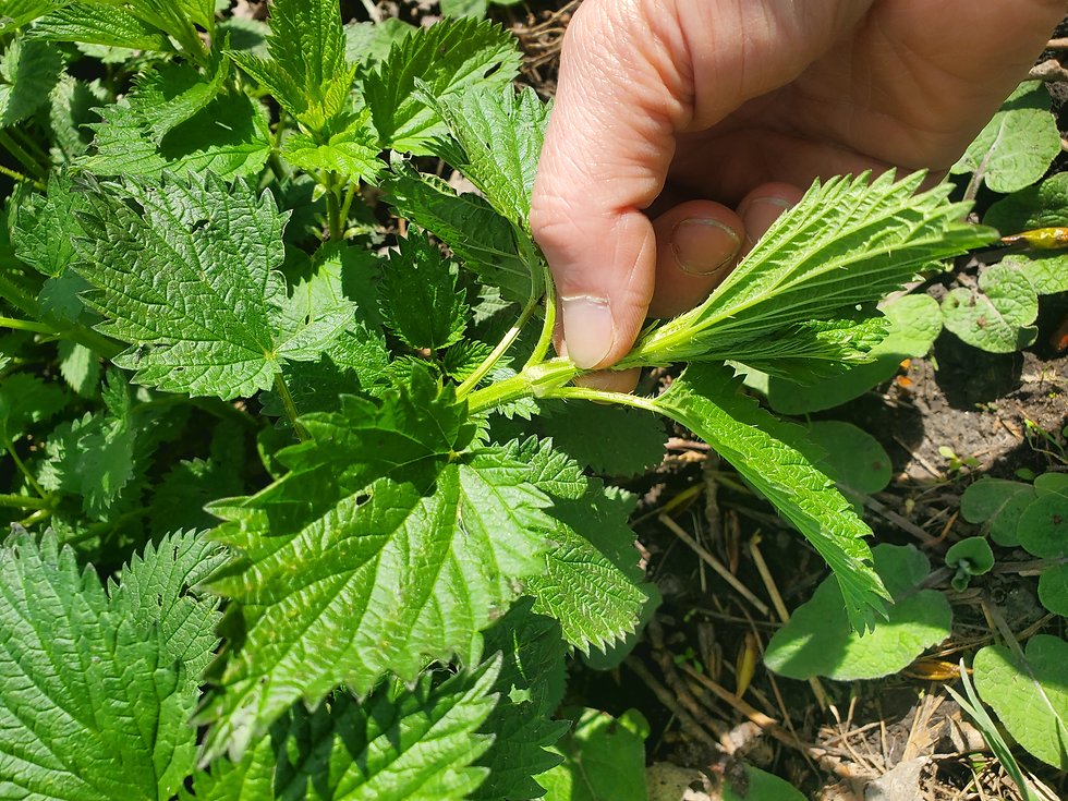 Kara demonstrating the location to harvest stinging nettle (Urtica dioica) - just above a leaf node.
