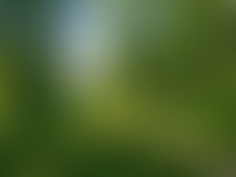 Gravel path between woods.