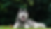 Husky Erlebnis Brandenburg-2.png